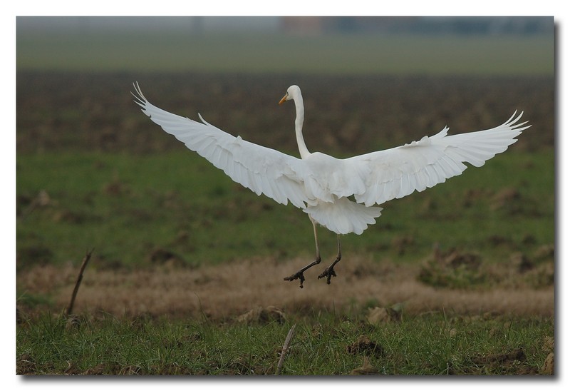 Airone bianco maggiore - Casmerodius albus